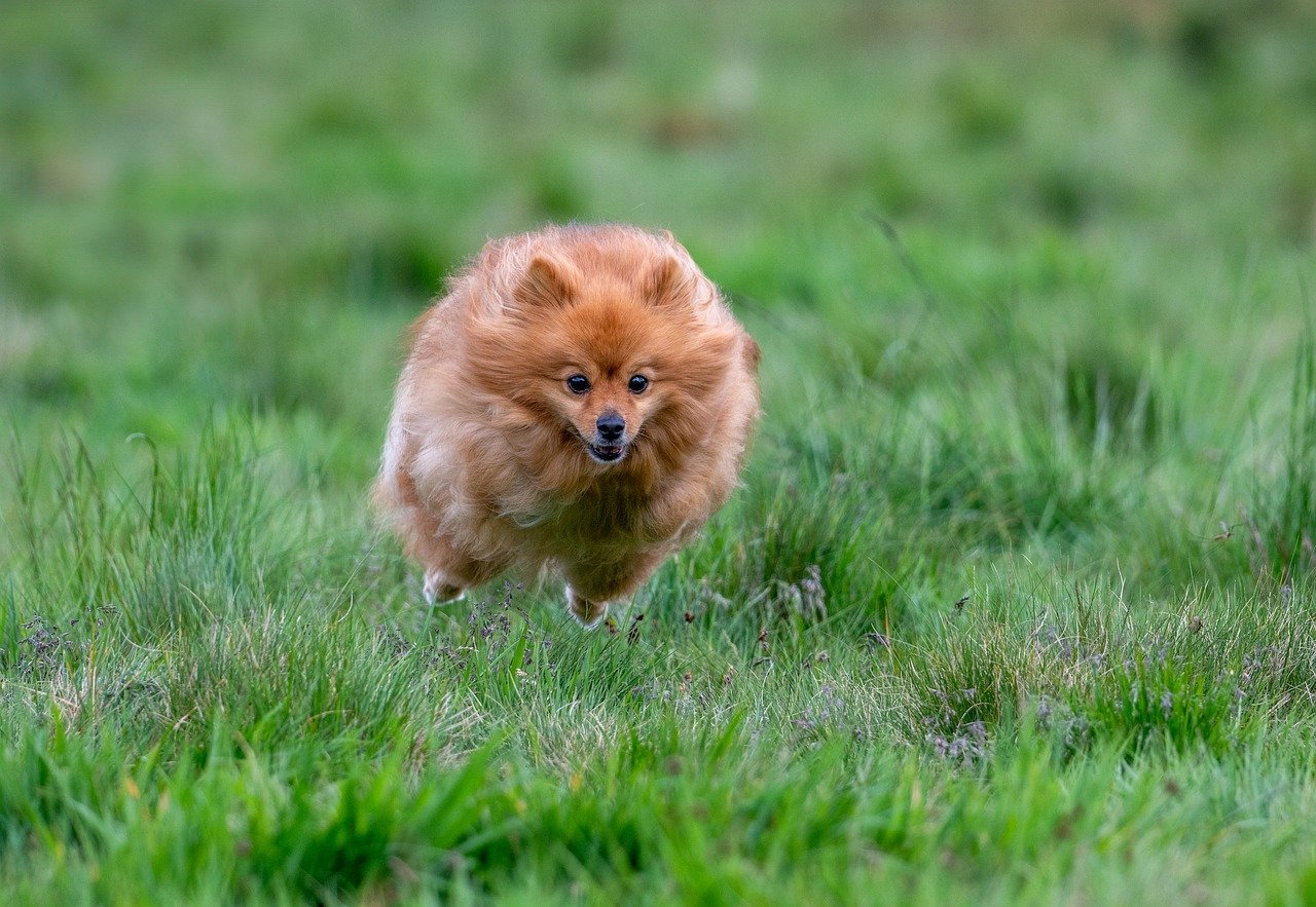 Why Pomeranians Are Such Popular Pets